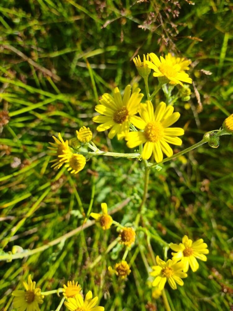 Senecione acquatico 2