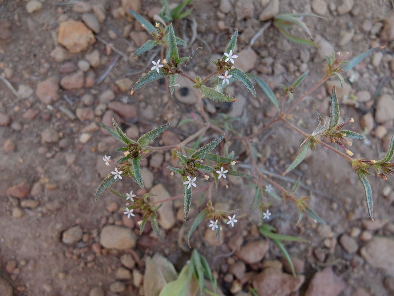 Collomia tintoria 4