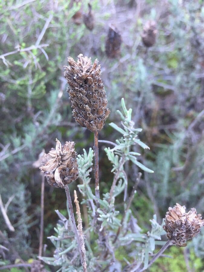 Lavanda selvatica 11