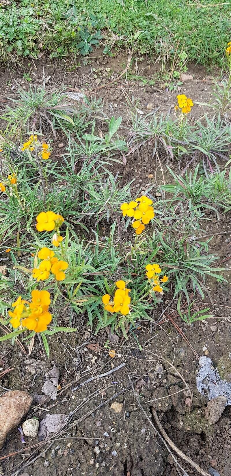Violaciocca afghana 3