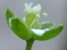 Sagina sdraiata 6