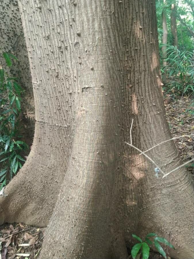 Andira inerme 14