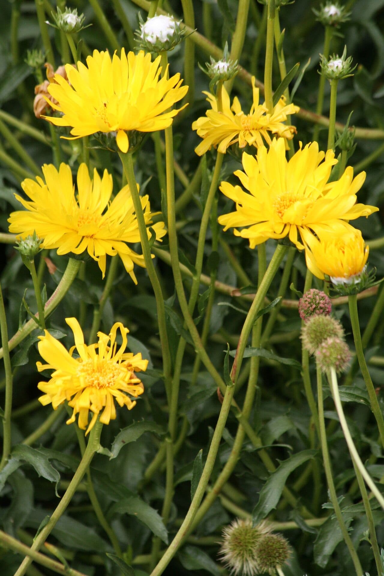 Grindelia chiloensis 2