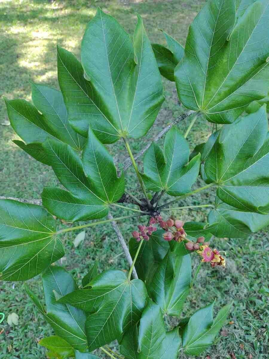 Sterkúlia bezkvetá 16