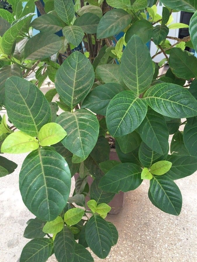 Pseuderanthemum 11