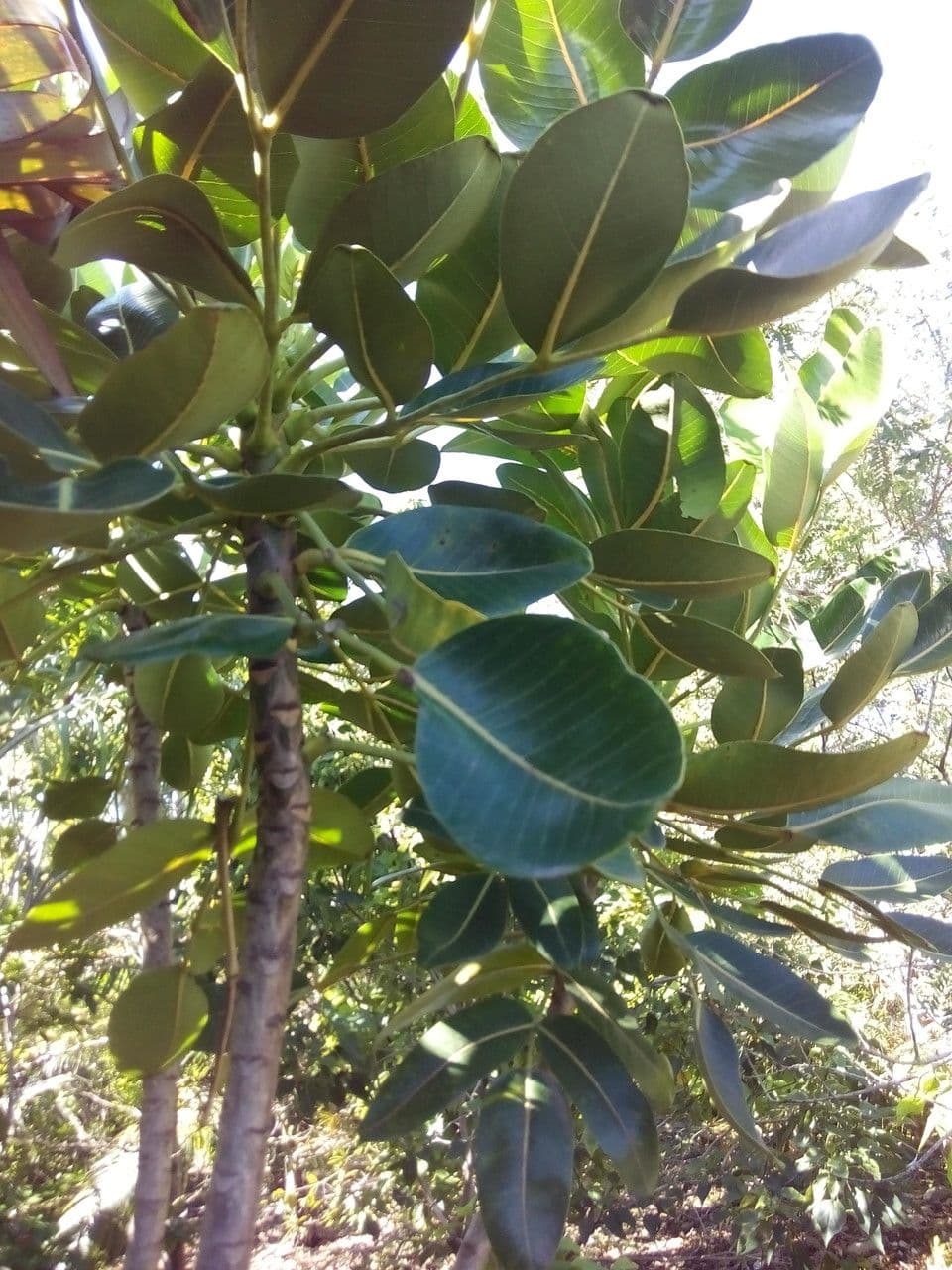 Polyscias 10
