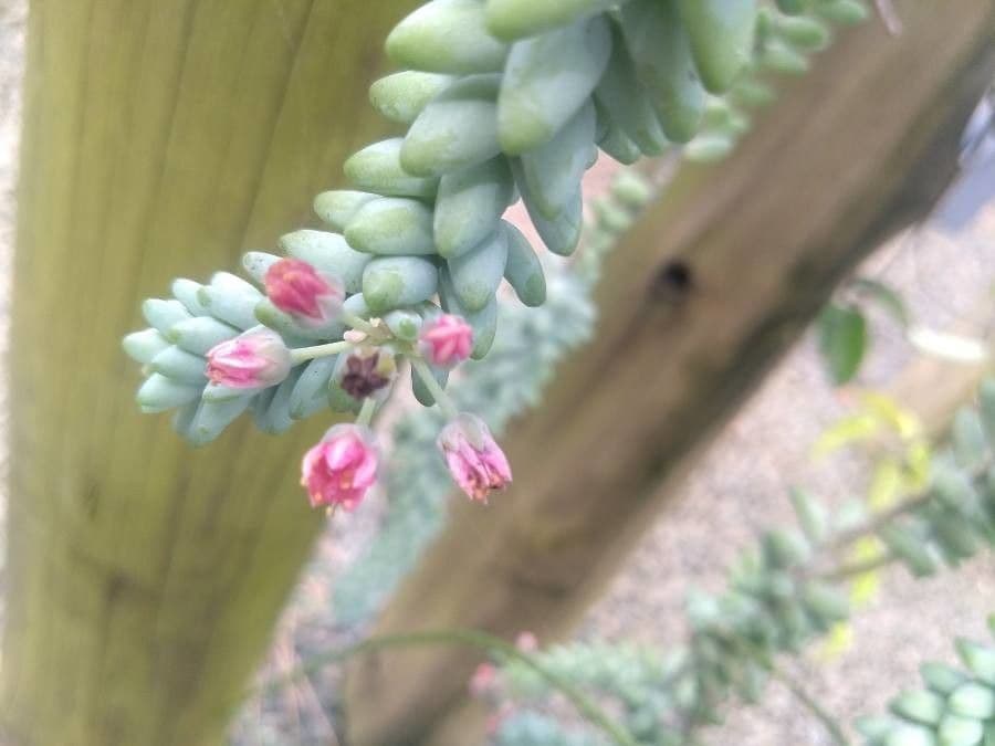 Borracina