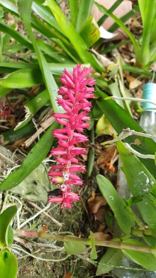 Aechmea 3