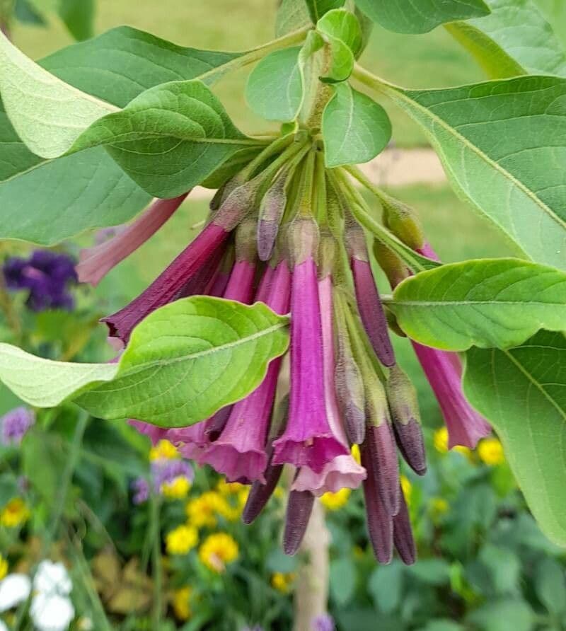 Iochroma 5