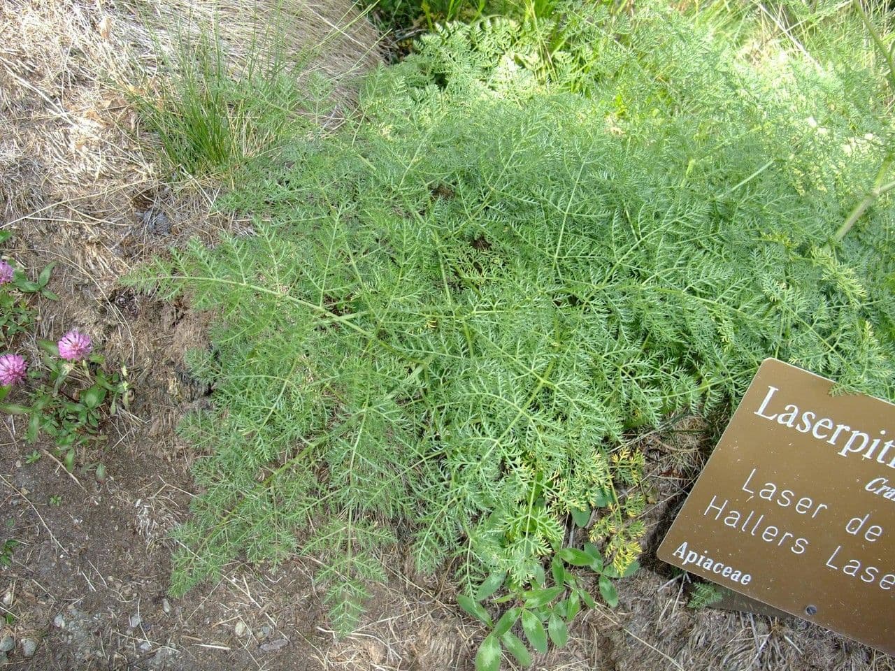 Laserpitium 19