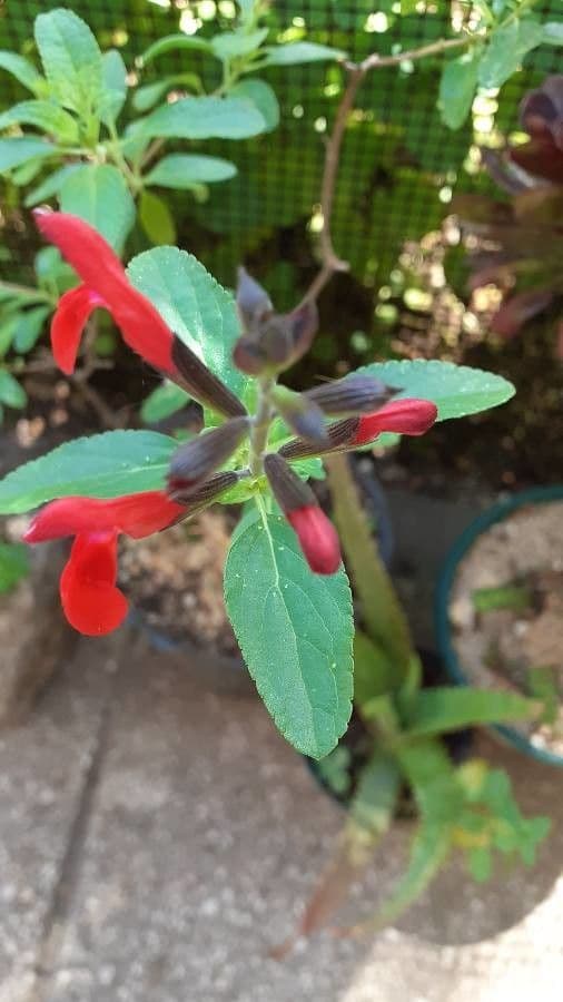 Salvia scarlatta 24
