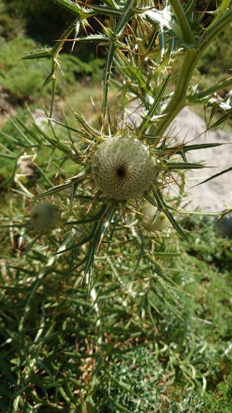 Cardo feroce 8