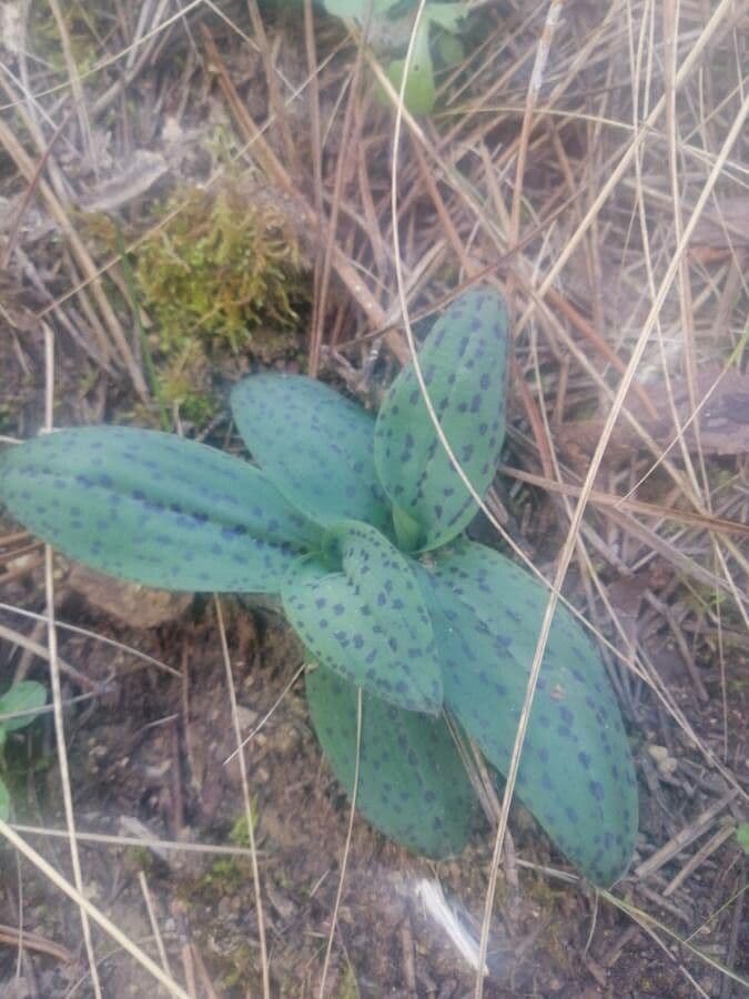 Orchidea maculata 17