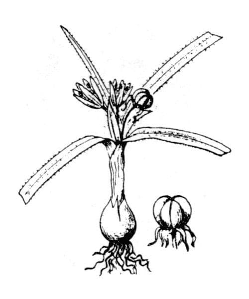 Aglio Nano 25