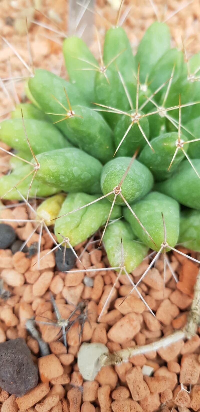 Cactus 14