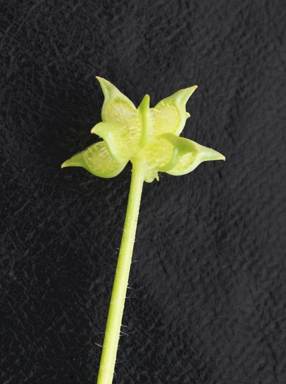 Ranunculus parviflorus 4