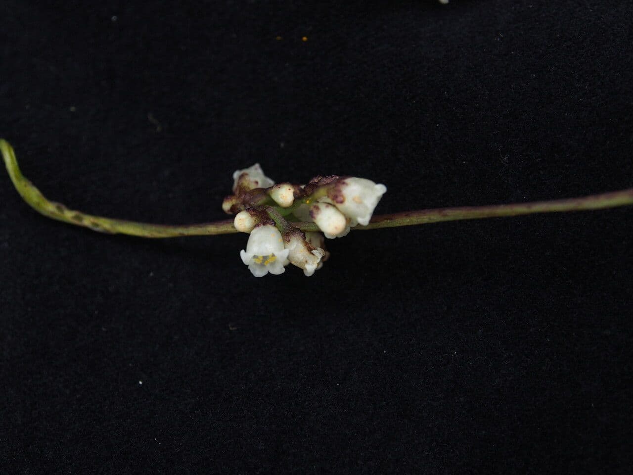 Cucaflexa 5