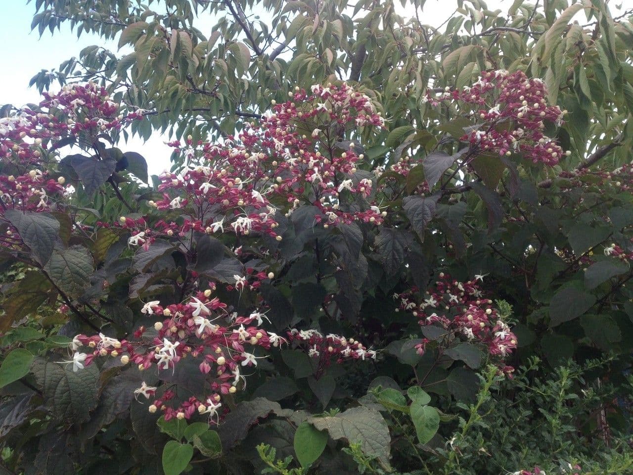 Glory bower 13