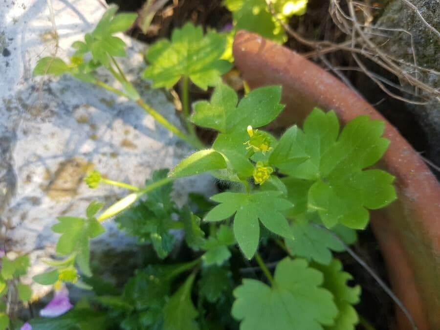 Ranunculus parviflorus 12