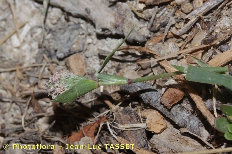 Crypsis schoenoides 7