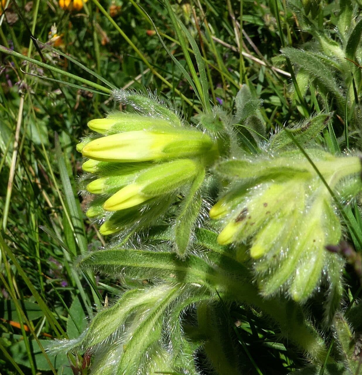 Onosma 27