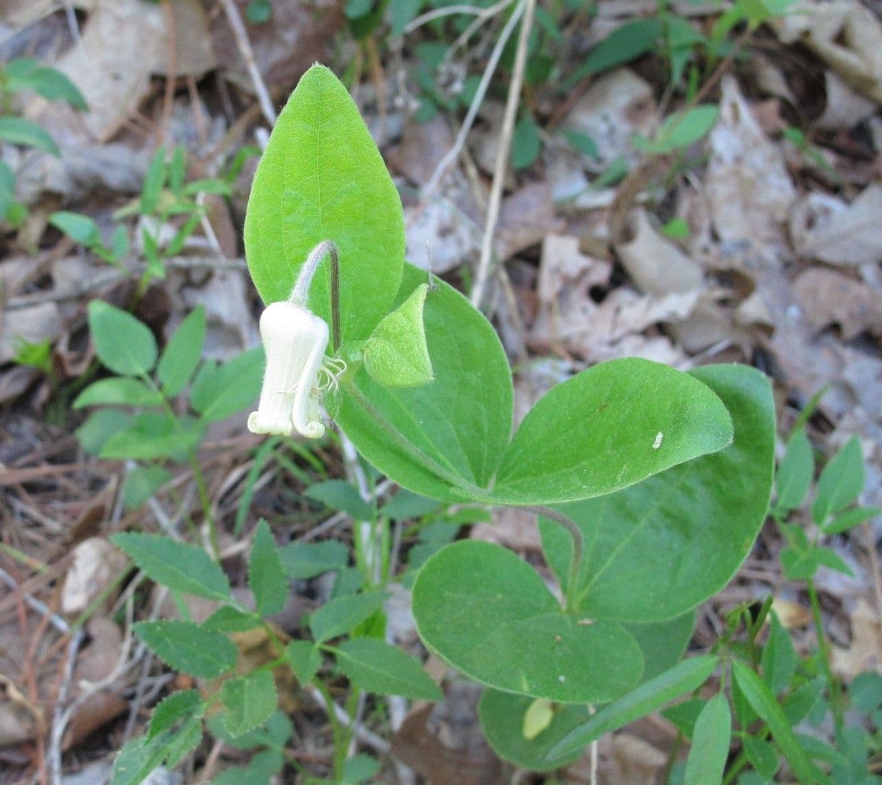 Clematide gialla 8