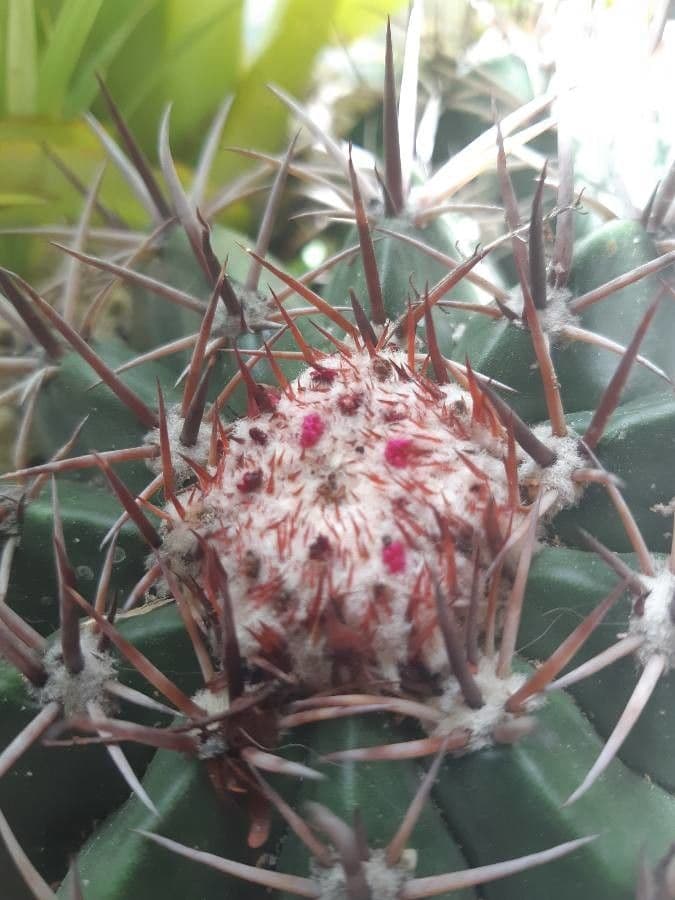 Melocactus 5