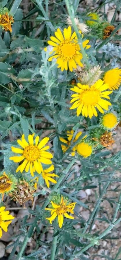 Heterotheca villosa 9