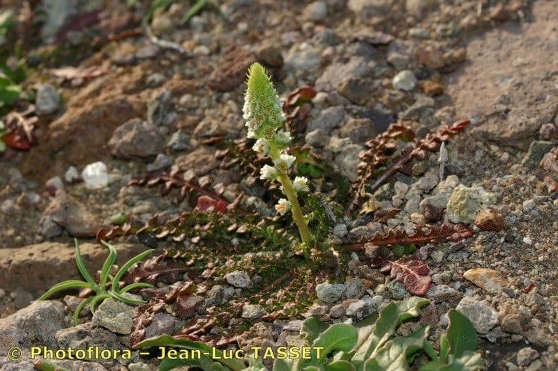 Reseda barrelieri 9