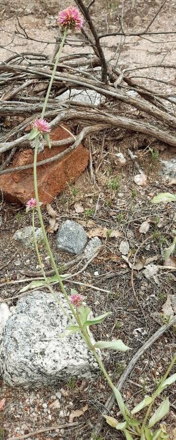 Gomphrena 4
