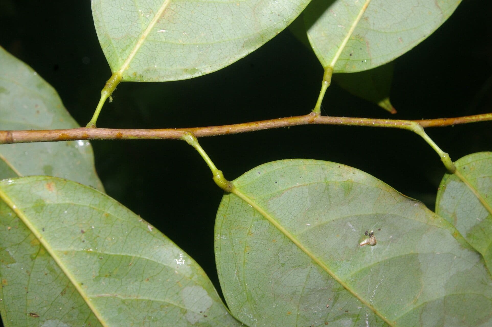Ruptiliocarpon 5
