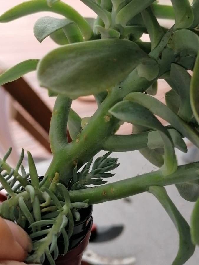 Sedum 23