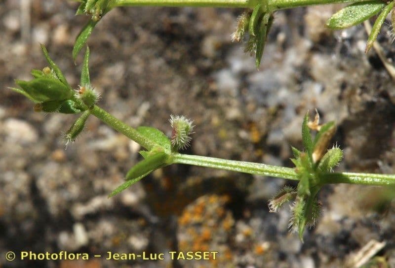Galium murale 24