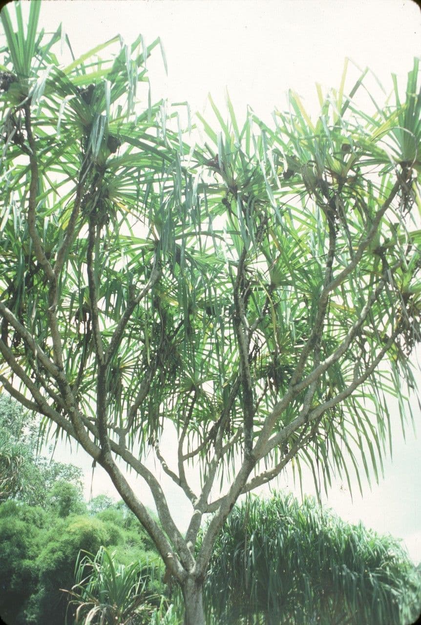 Pandanus 5