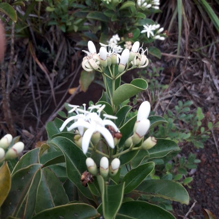 Coelospermum 6