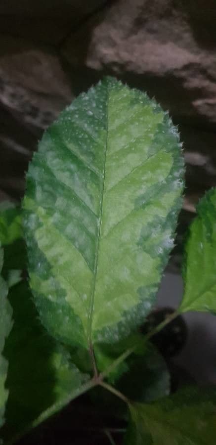 Schefflera 6