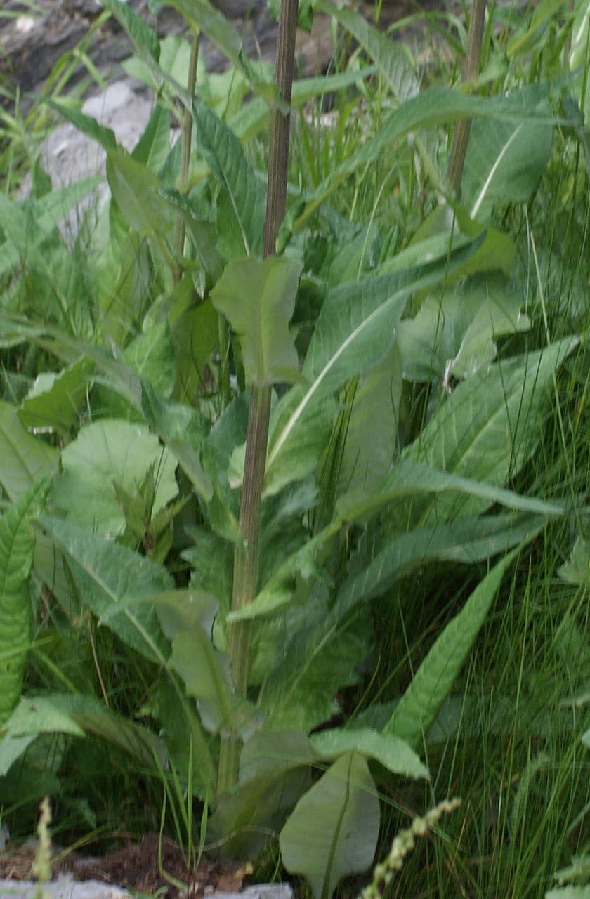 Cardo eterofillo 14