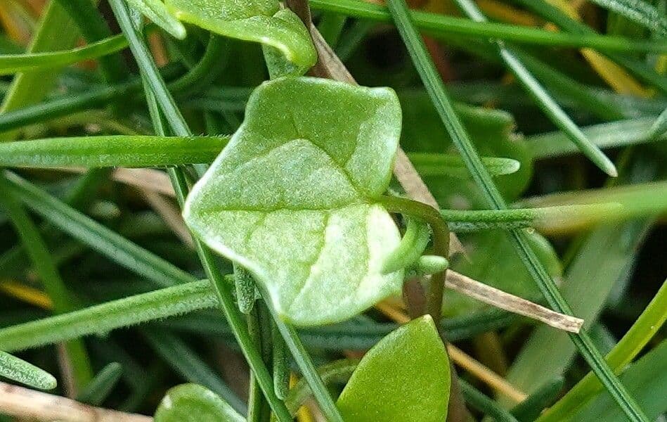 Coclearia danese 16