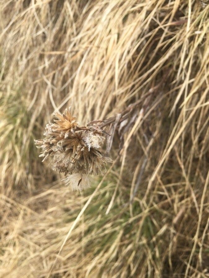 Saussurea 2