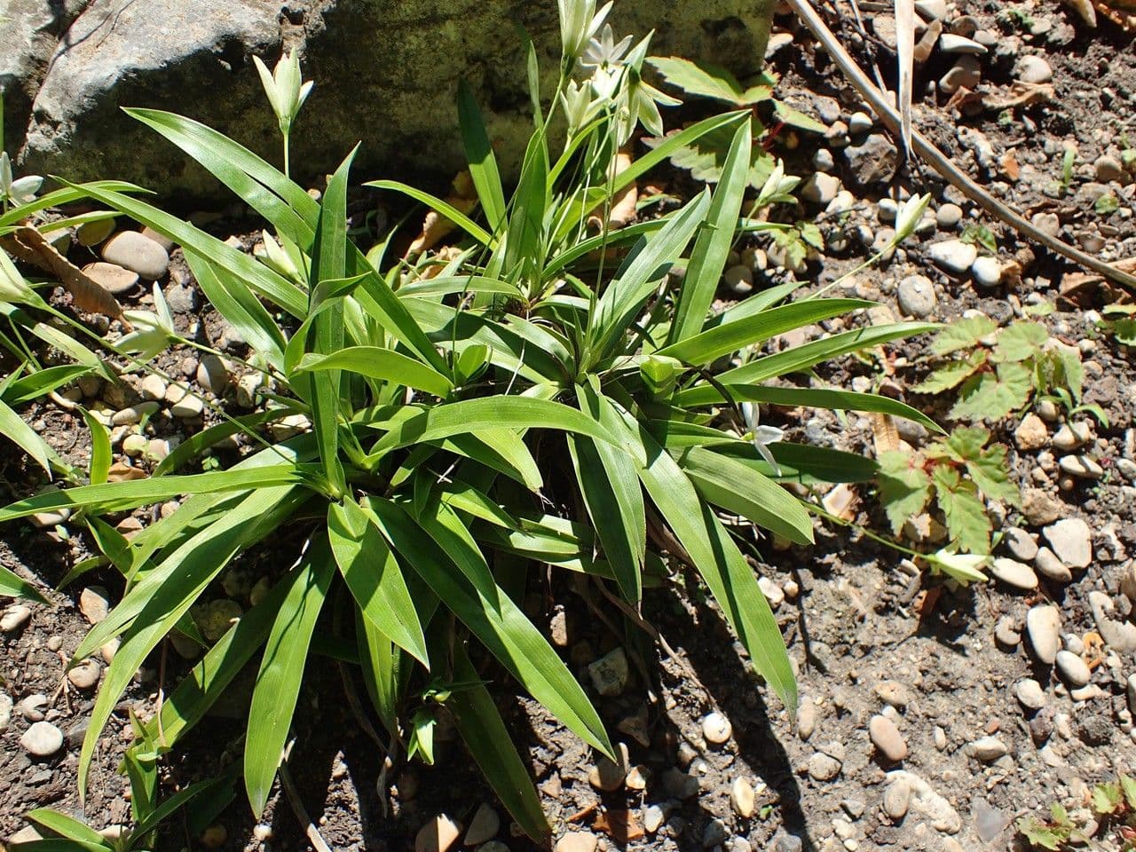 Xerophyta 4