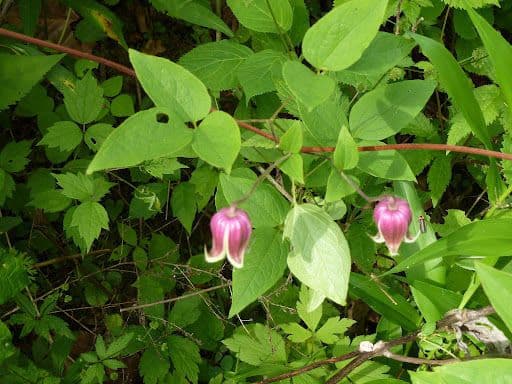 Clematide coriacea 12