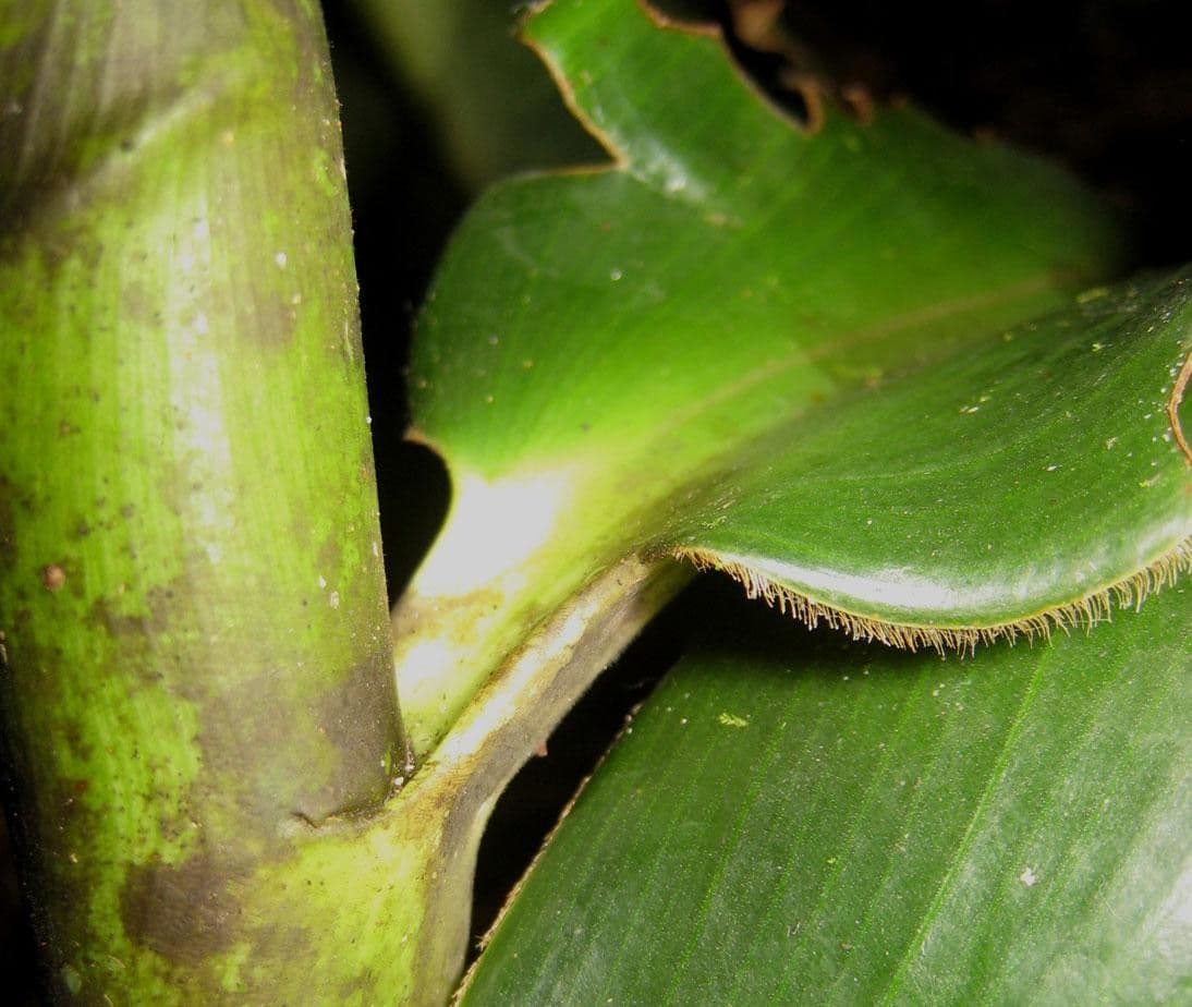 Costus 15