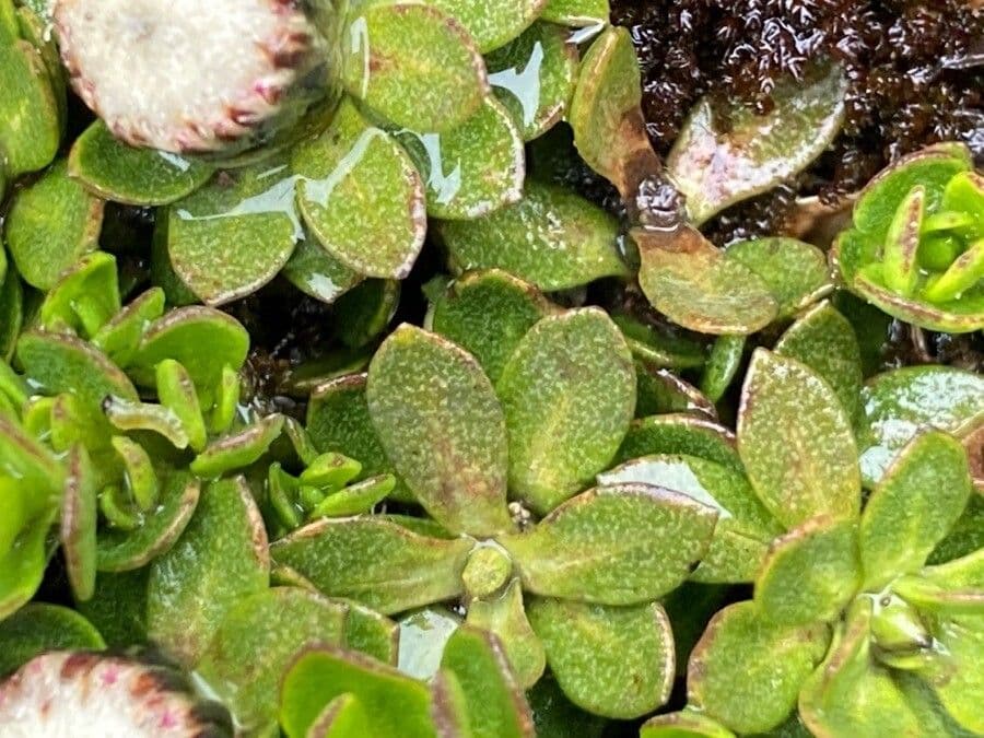 Baccharis 15