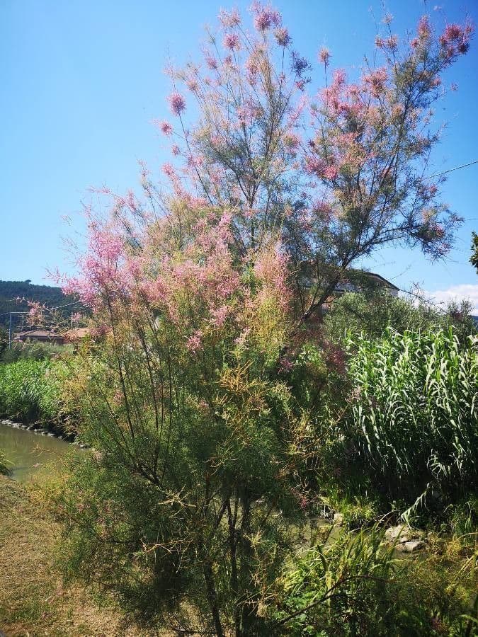 Tamerice ramosa 12