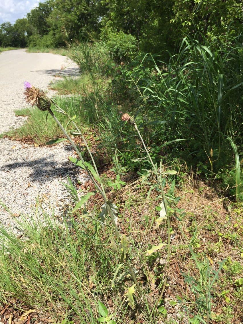 Texas-Distel 10