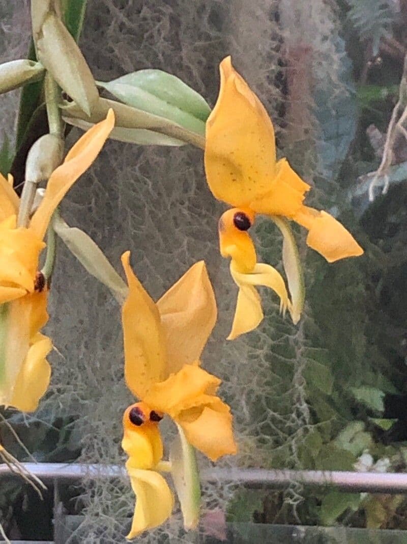 Stanhopea 2