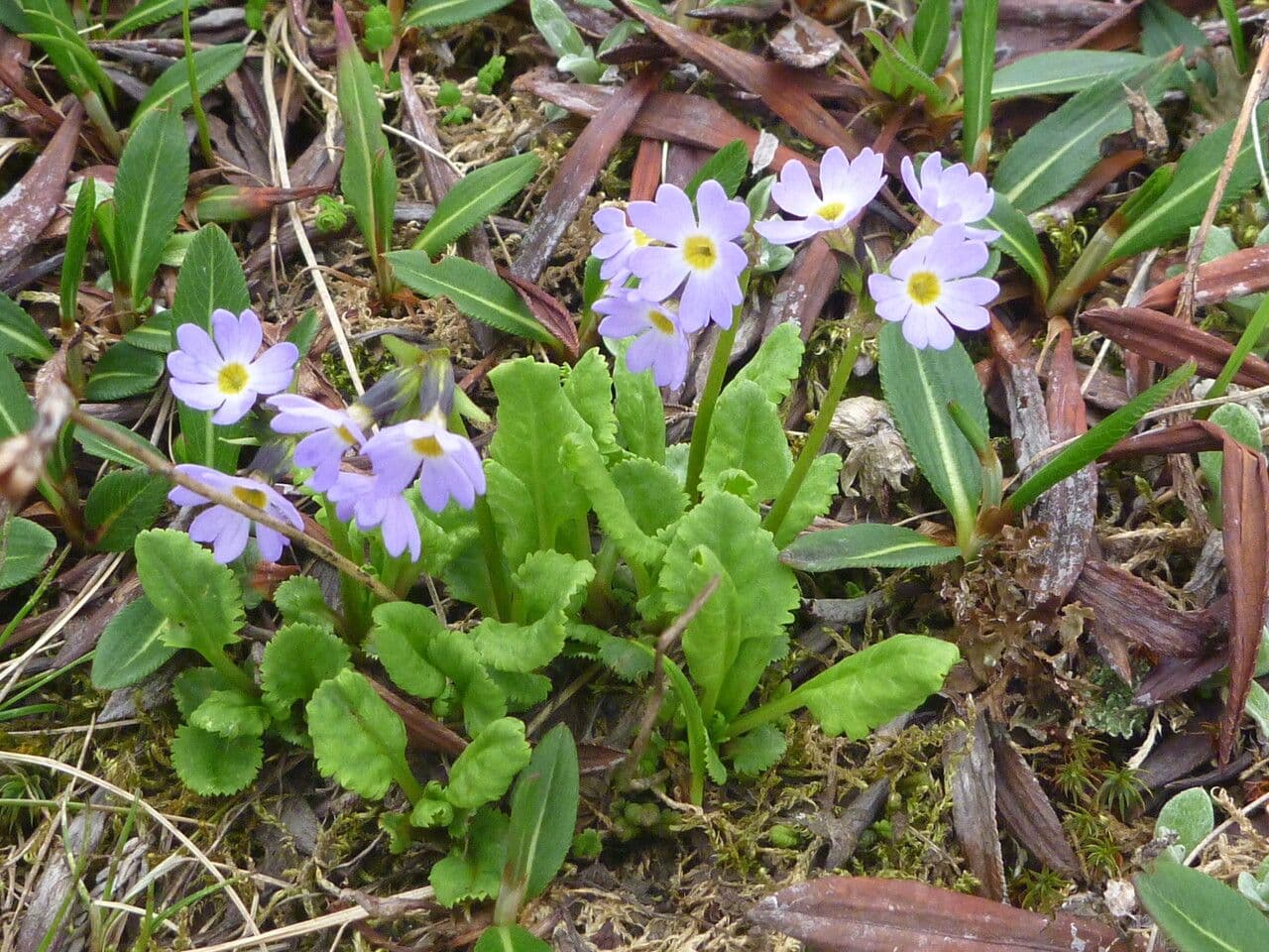 Primula ellittica 5