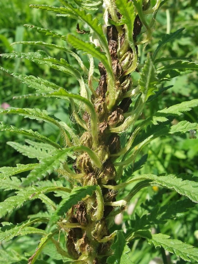 Pedicularis frondosa 4