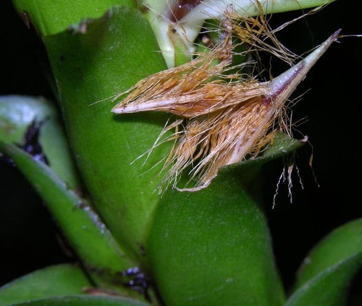 Pitcairnia 3