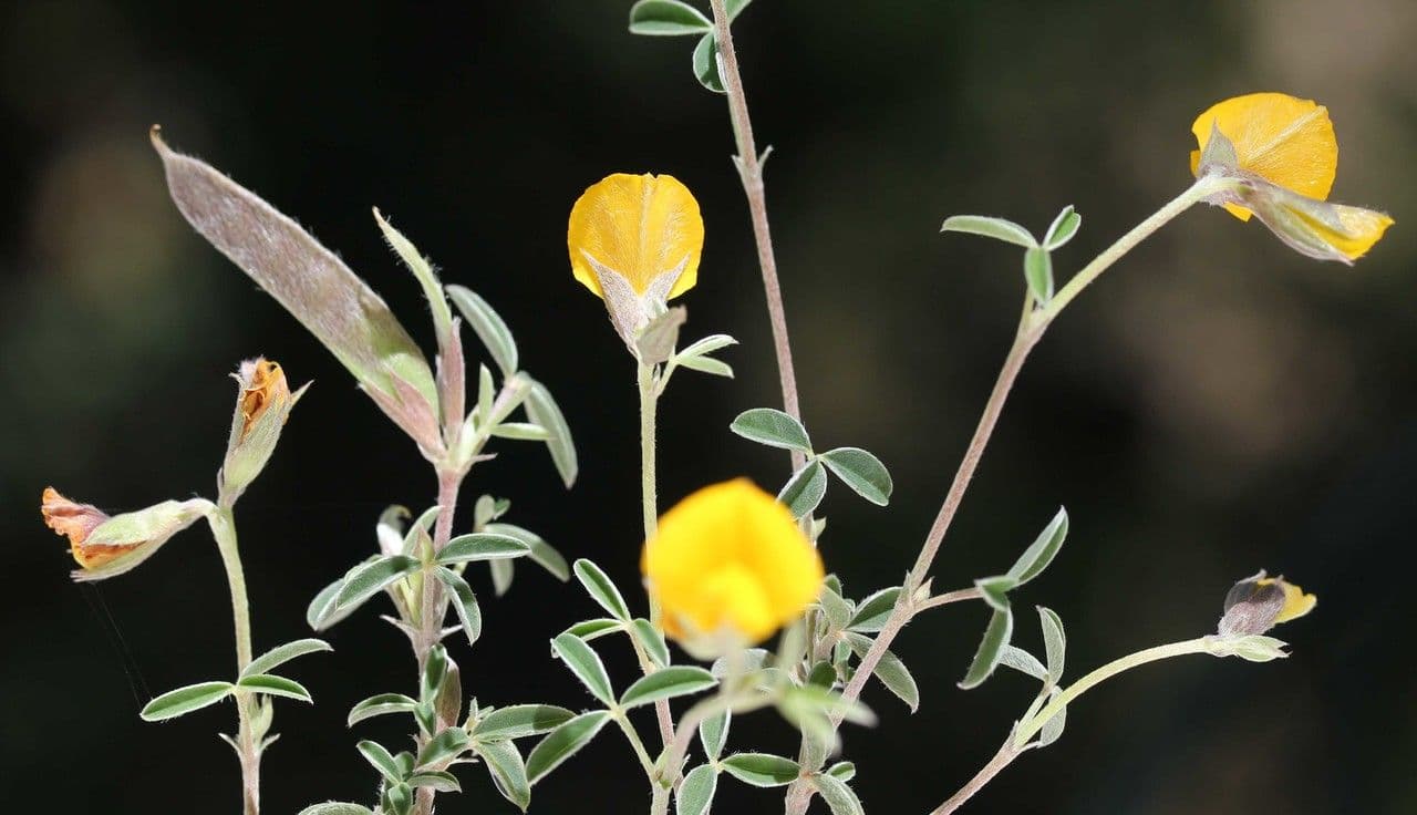 Citiso d'argento 28